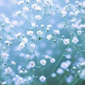 Gypsophilia (Baby's Breath)
