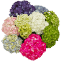 Hydrangeas Premium