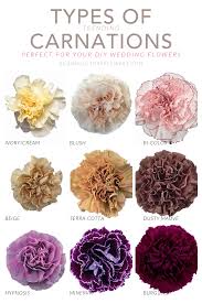 Fancy Carnation
