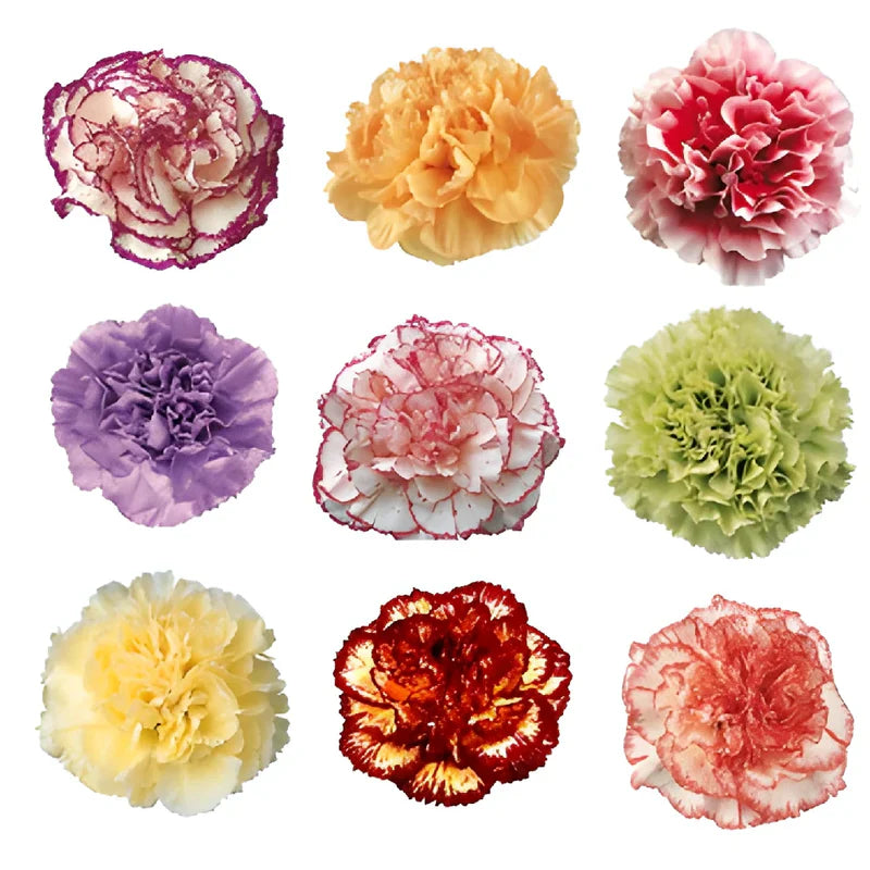 Fancy Carnation