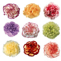 Fancy Carnation
